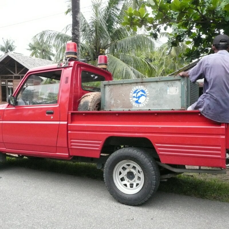 Transporting an Orangutan