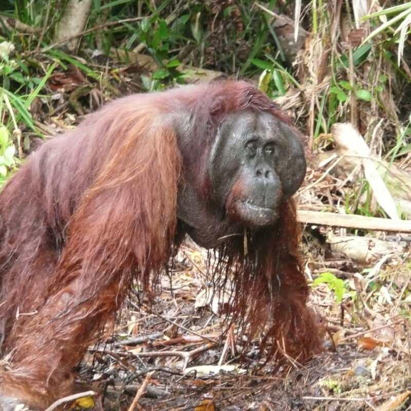 Orangutan out of the forest