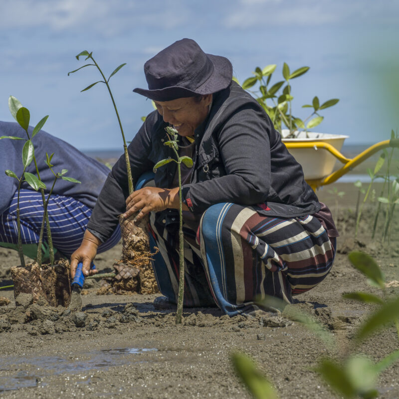 Seedlings to restore mangroves