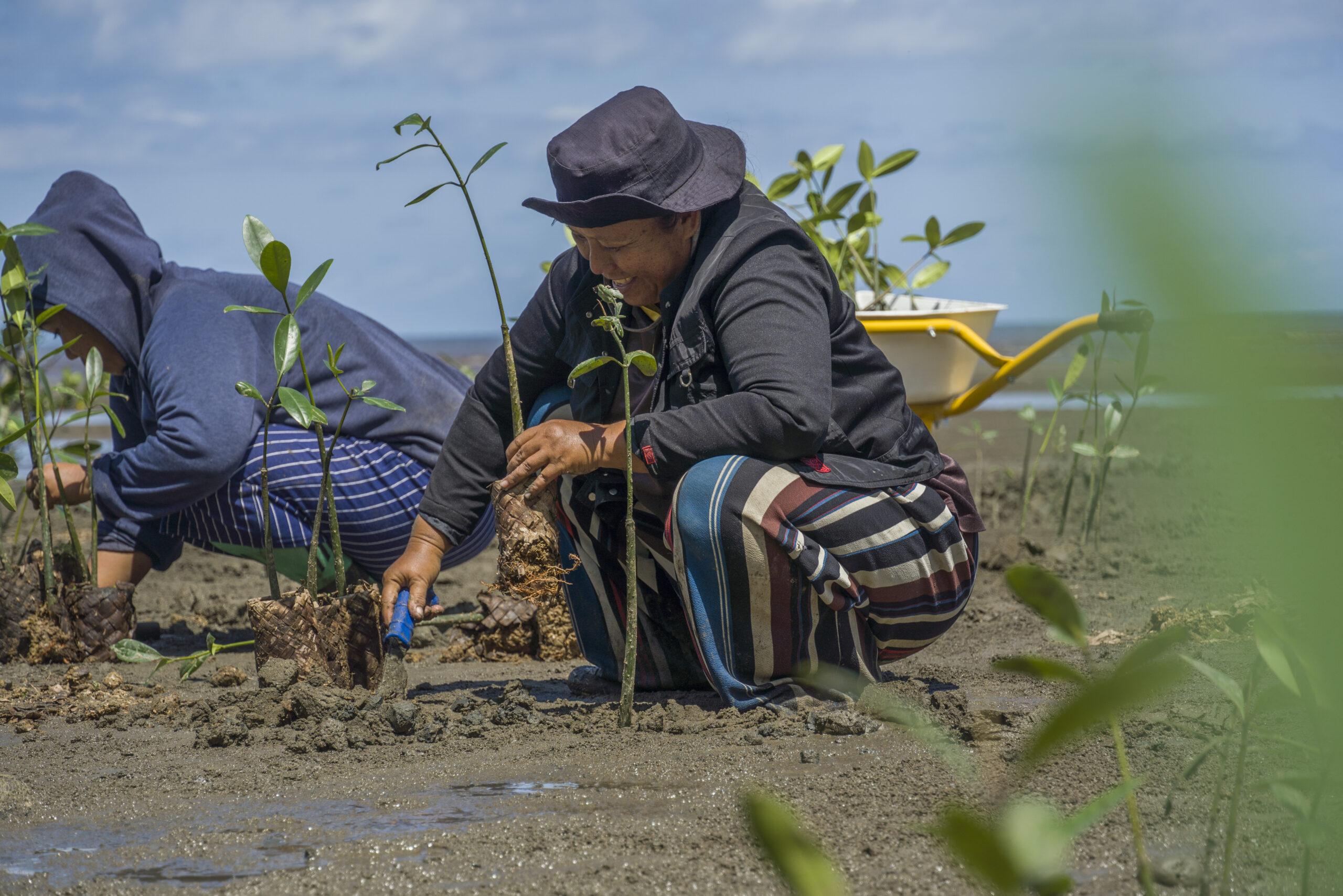 Two people replanting a mangrove in Indonesia