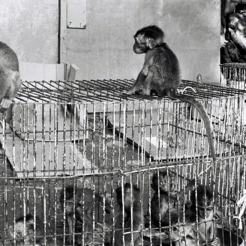 Illegally Caught Macaques