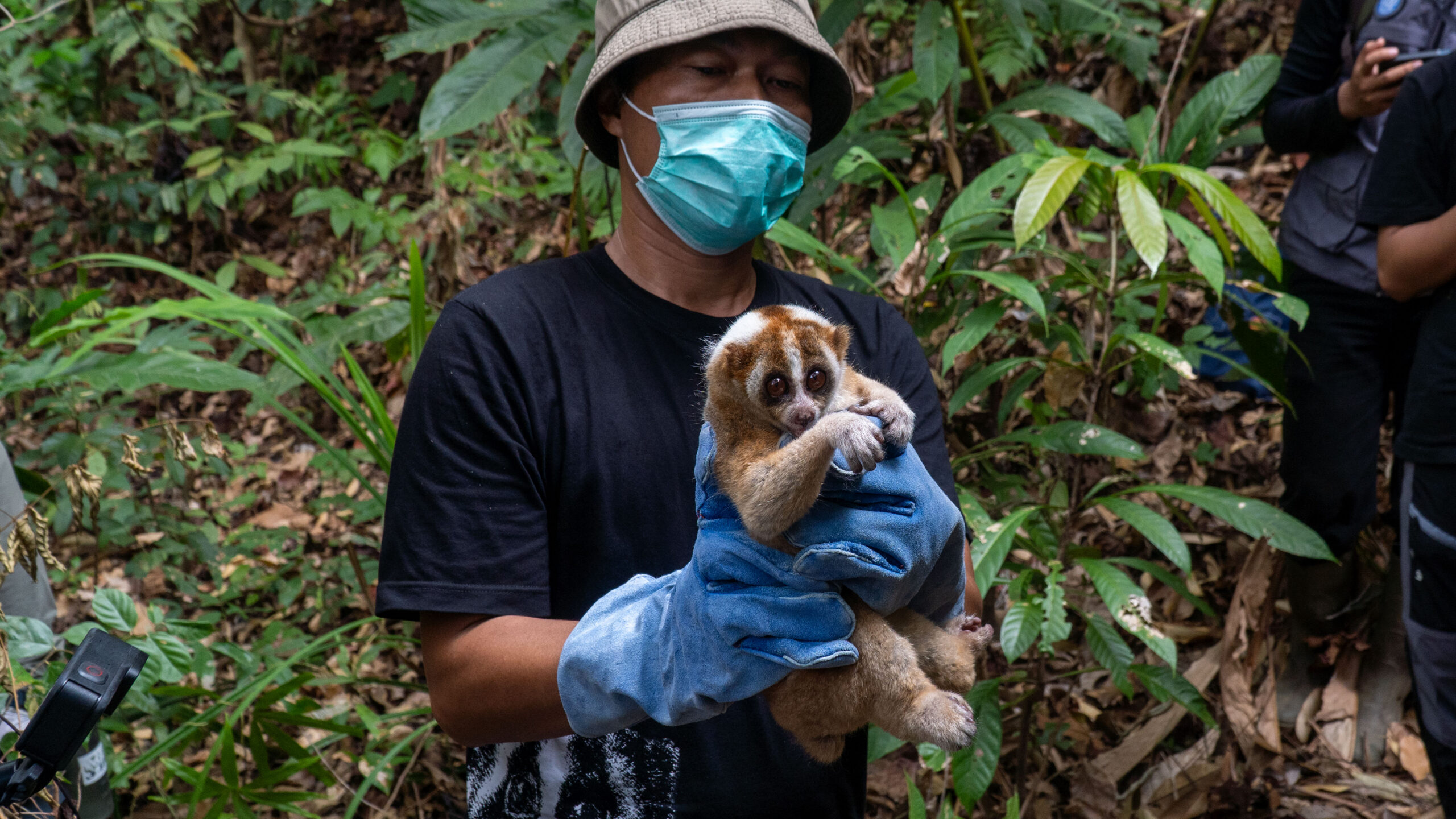 slow loris release in rainforest