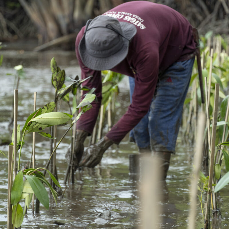Replanting a mangrove