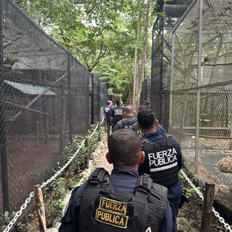 Enforce and improve legal protections that penalise wildlife traffickers and shut down open illicit markets.