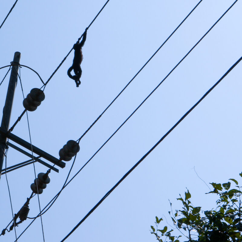 Insulating Power Lines