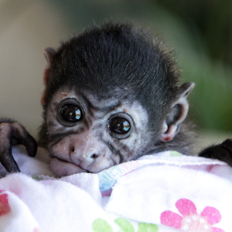 Rehabilitating Wildlife