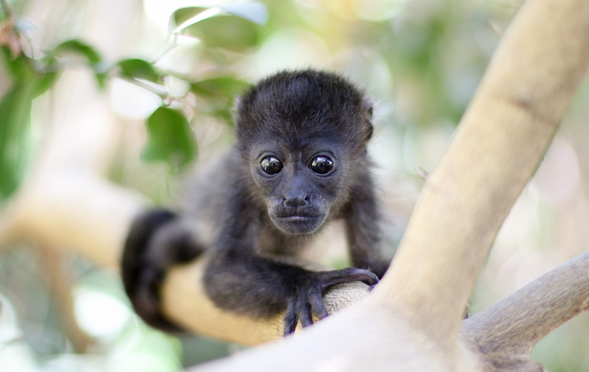 Infant Howler monkey in a tree