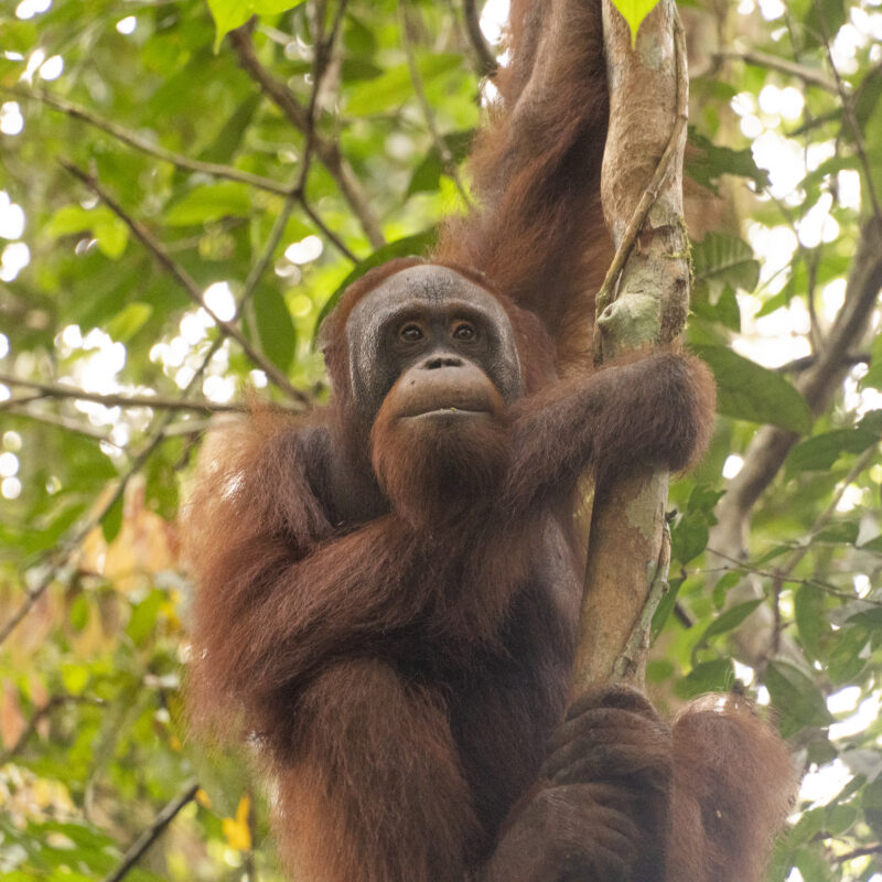 Budi is back in the forest where he belongs