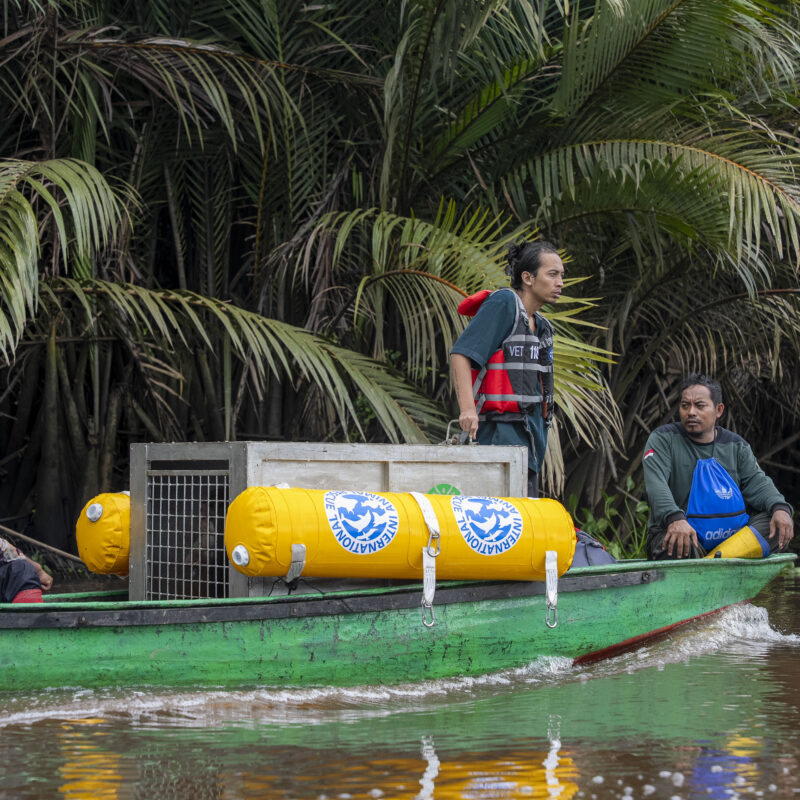 River boat translocation