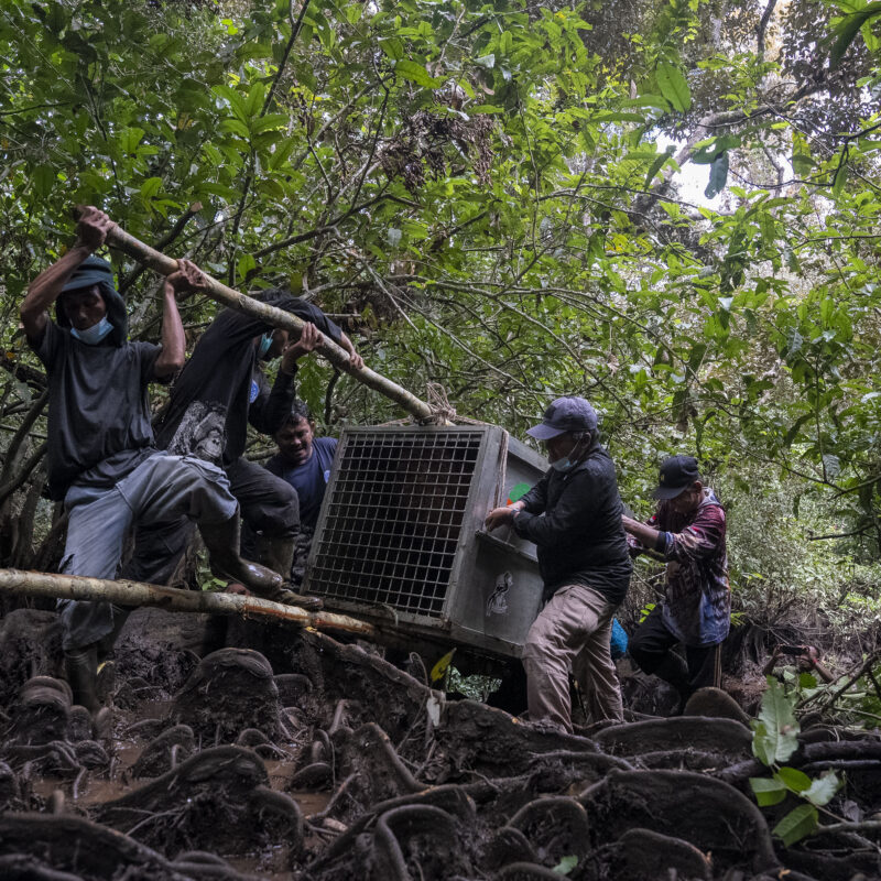Carrying a Translocated Orangutan