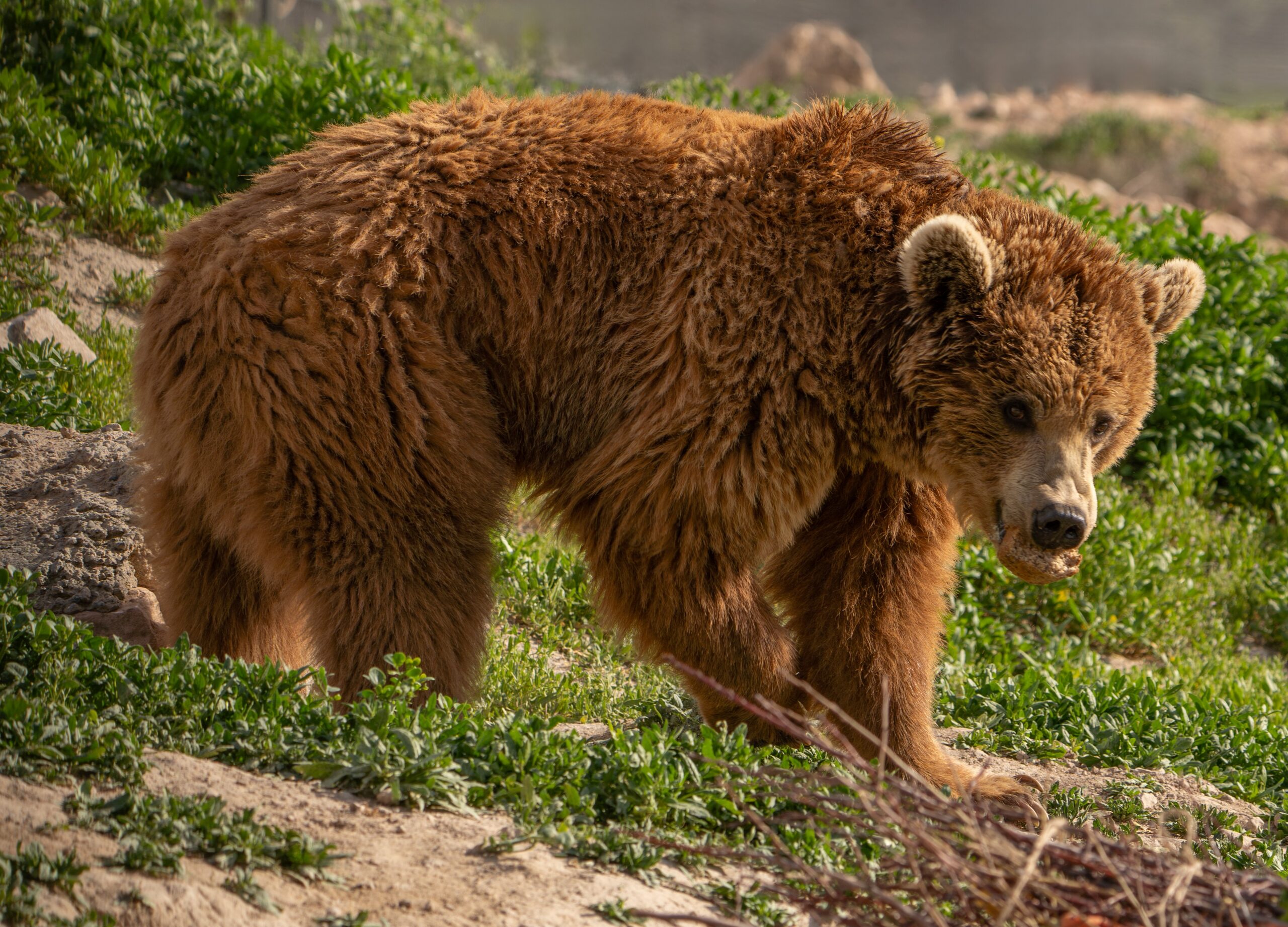 Rescued bear Retta in sanctuary