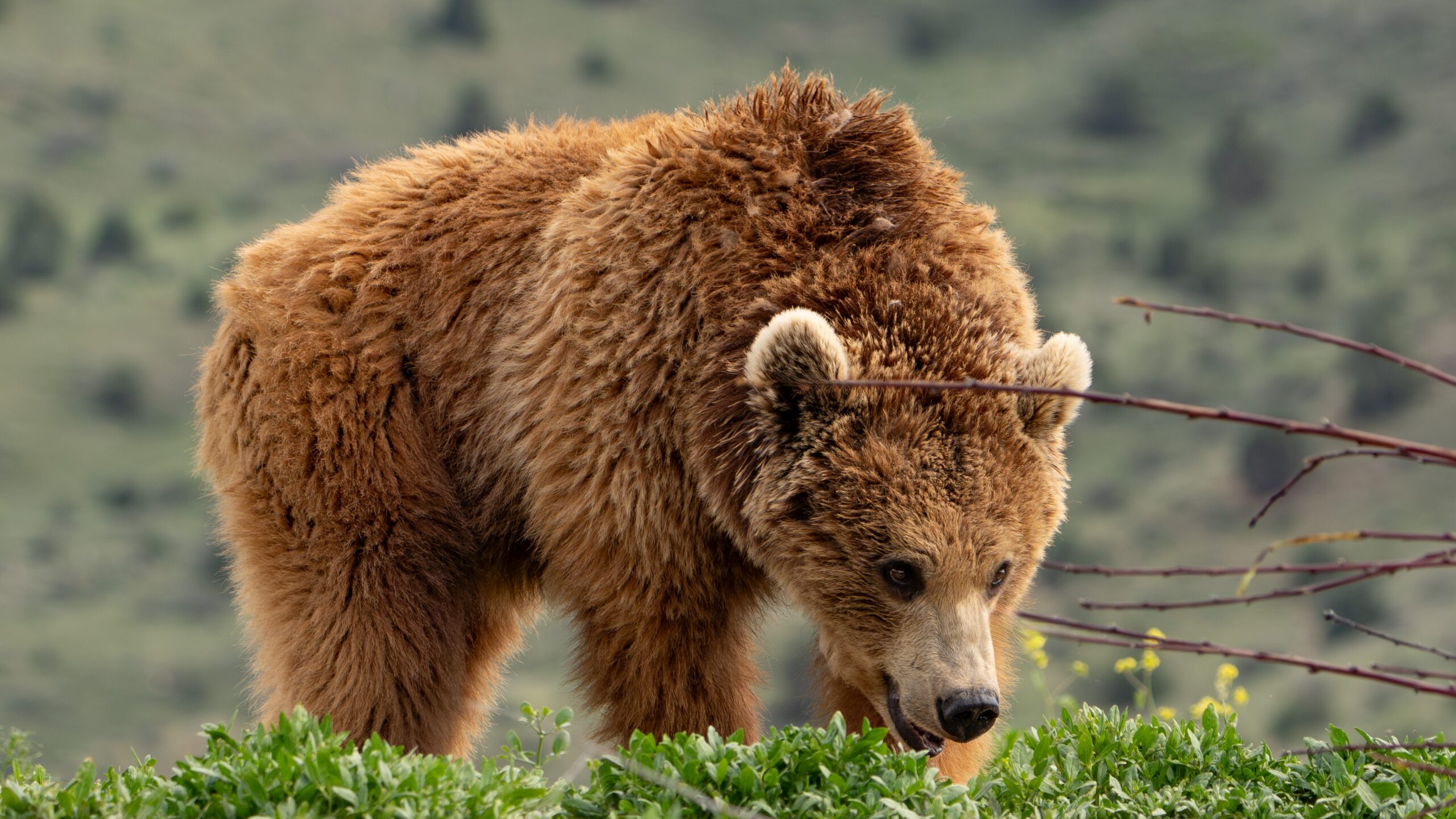 Rescued bear Retta in sanctuary