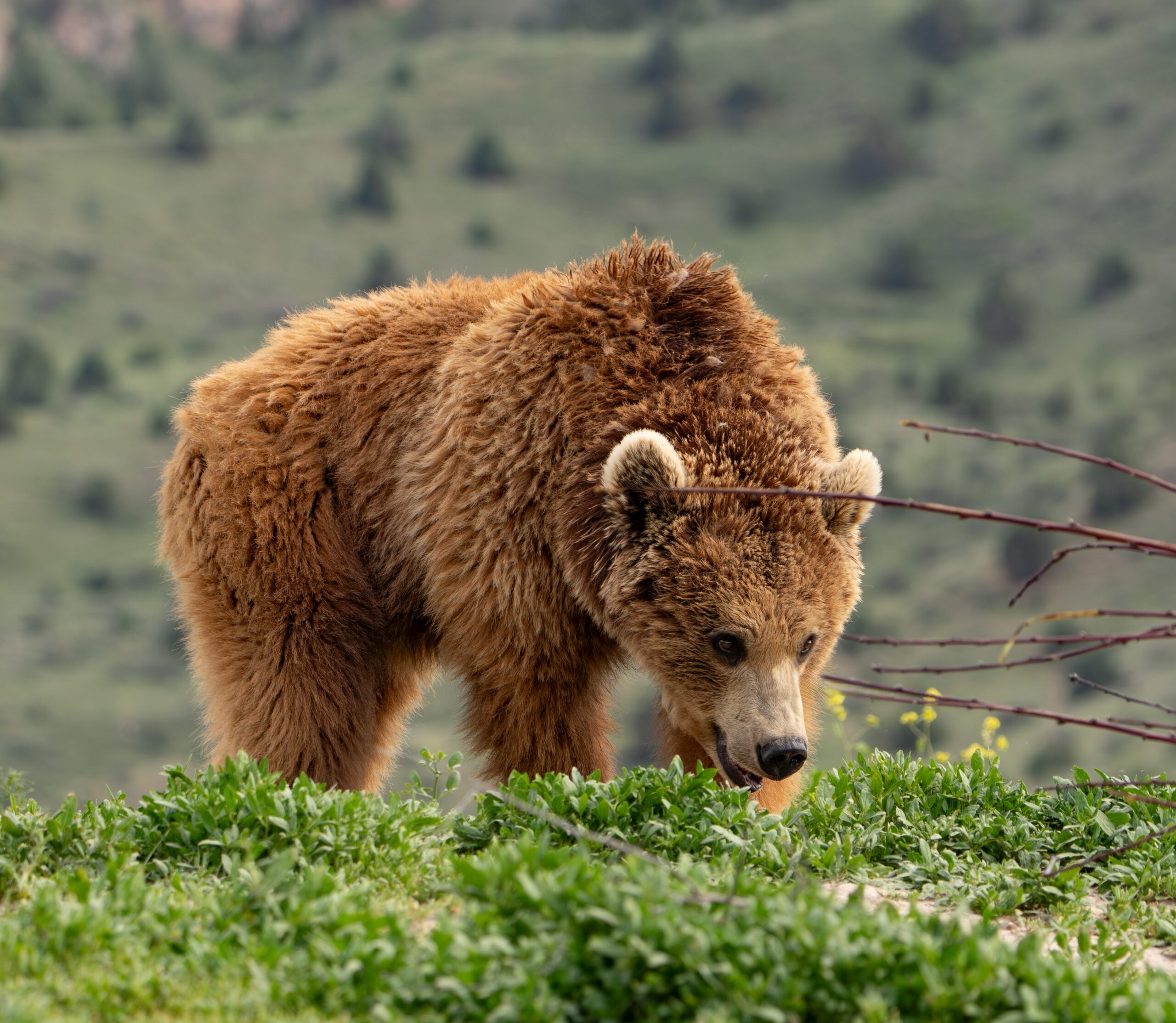 Rescued bear Retta in sanctuary