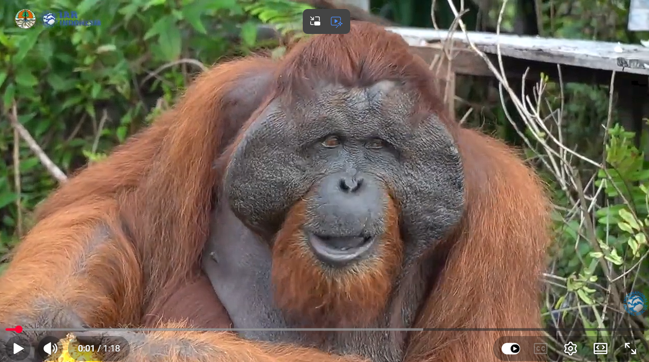 Large male orangutan
