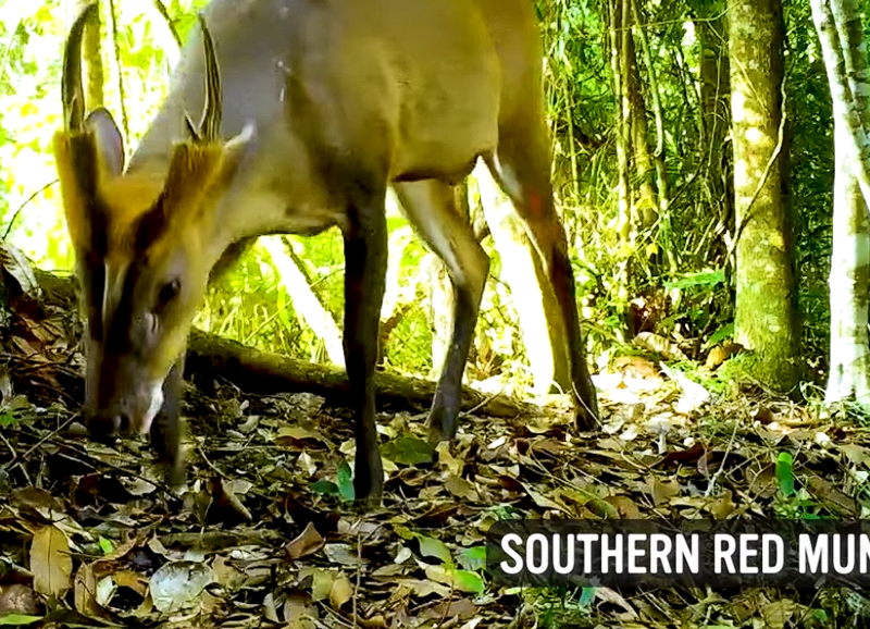 Southern Red Muntjac caught on a camera trap