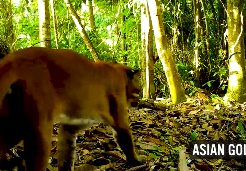 Asian Golden Cat camera trap footage