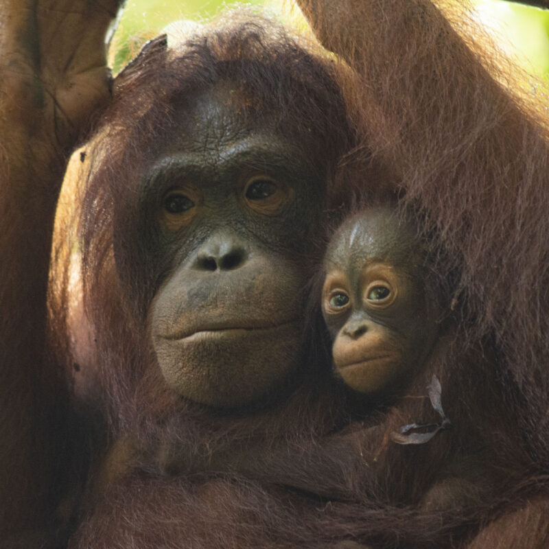 There have been at least 10 wild births