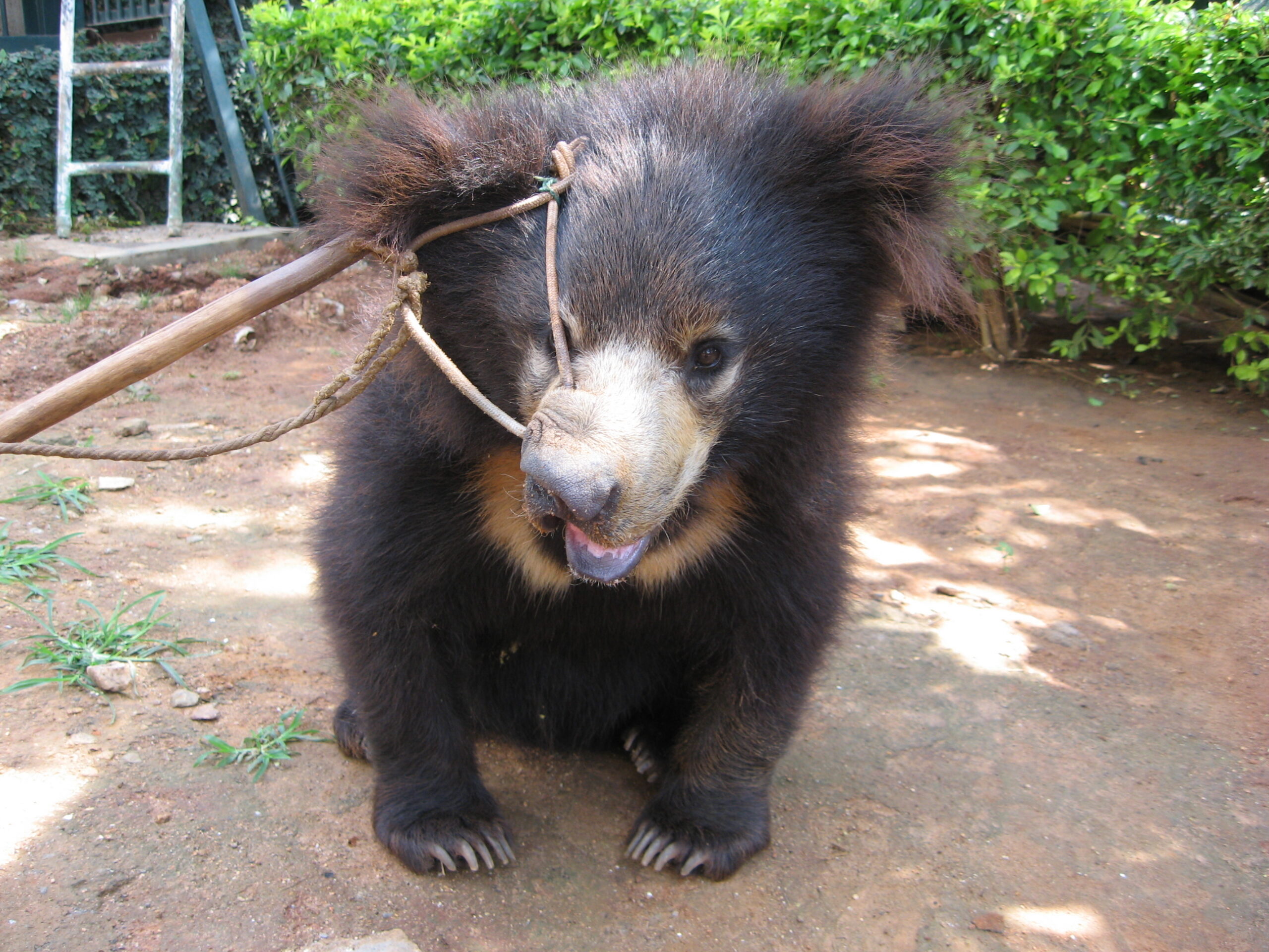 sloth bear cub with rope attached to muzzle