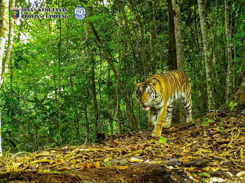 Tiger caught on a camera trap in Batutegi Rainforest, Indonesia.