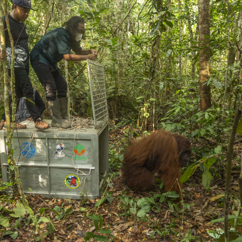Funding rescue, rehabilitation and release of orangutan programme