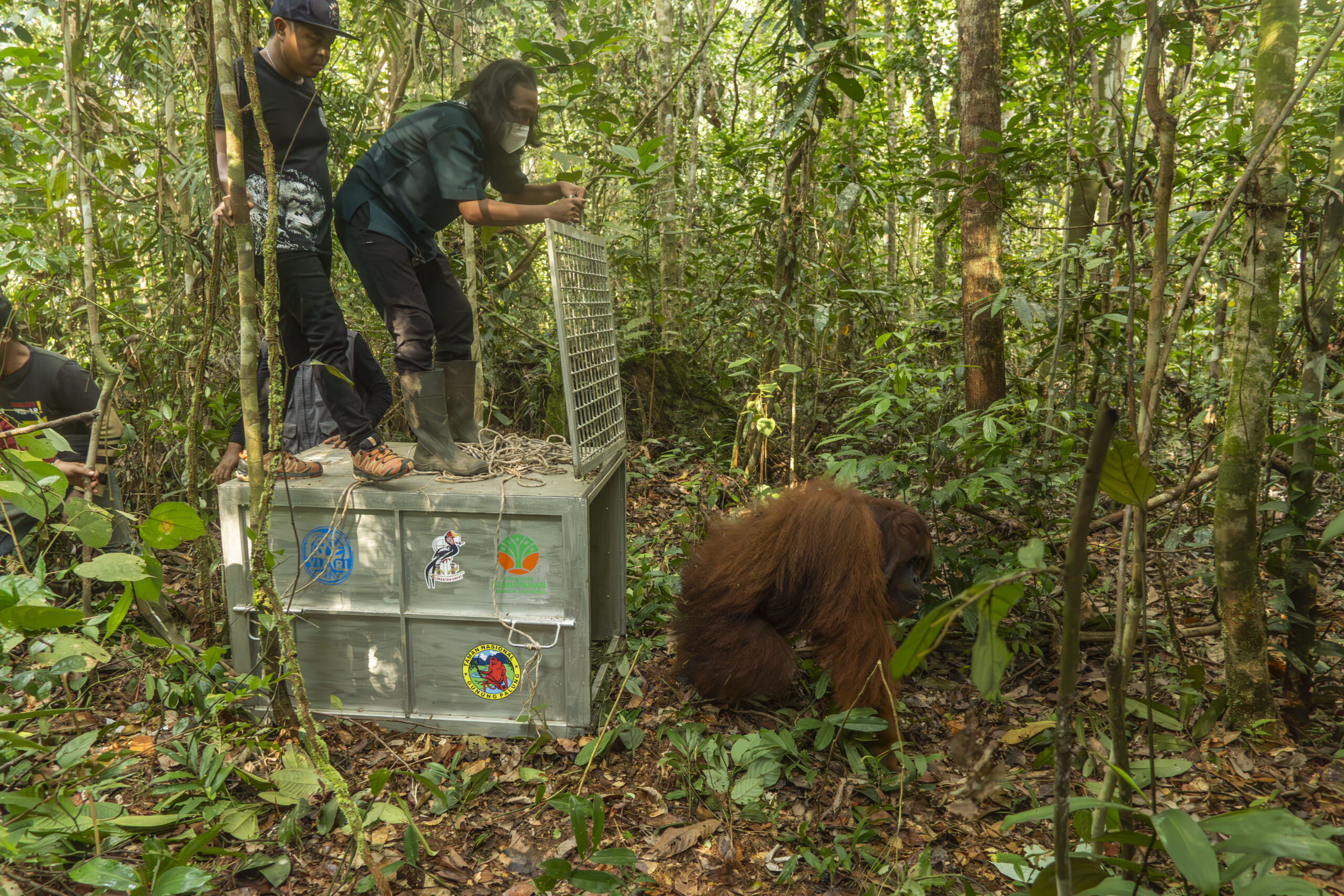 Orangutan being released from a crate back into the rainforest.