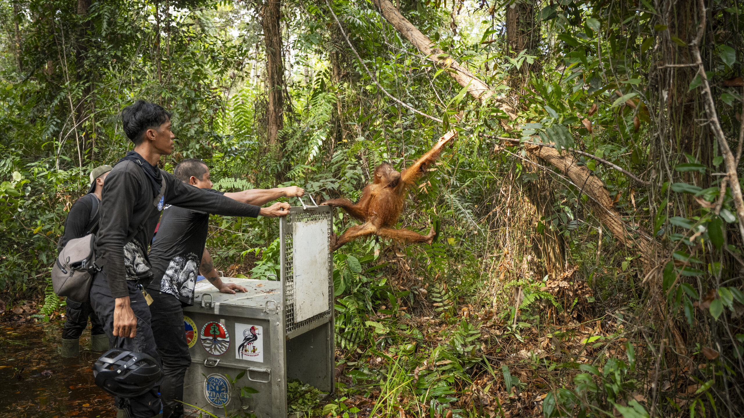 Orangutan being released into rainforest after being translocated from a village in Borneo.