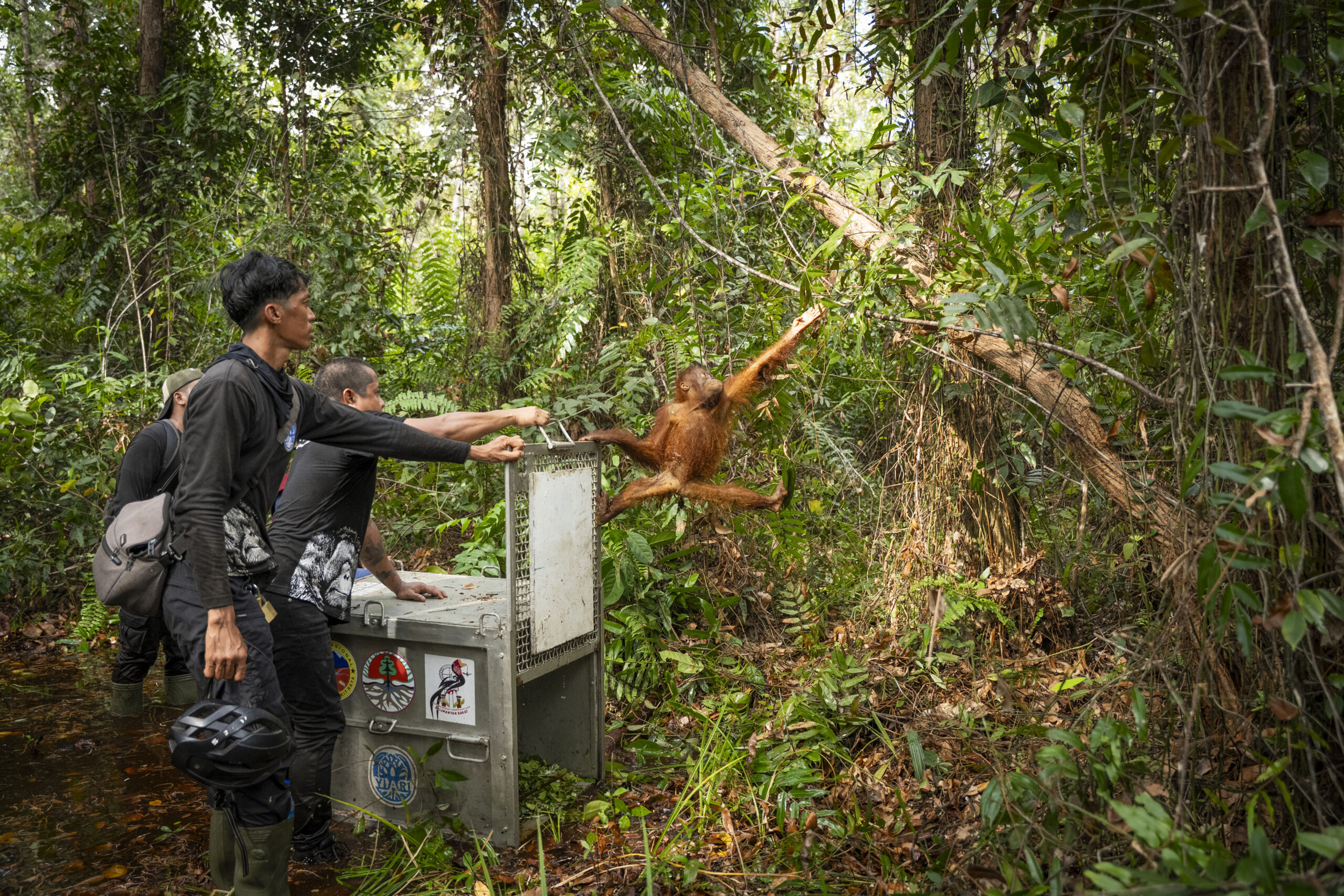 Orangutan being released into rainforest after being translocated from a village in Borneo.
