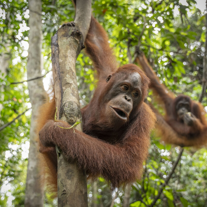 They then move onto forest islands where they can learn to build nests and adapt to a wilder environment