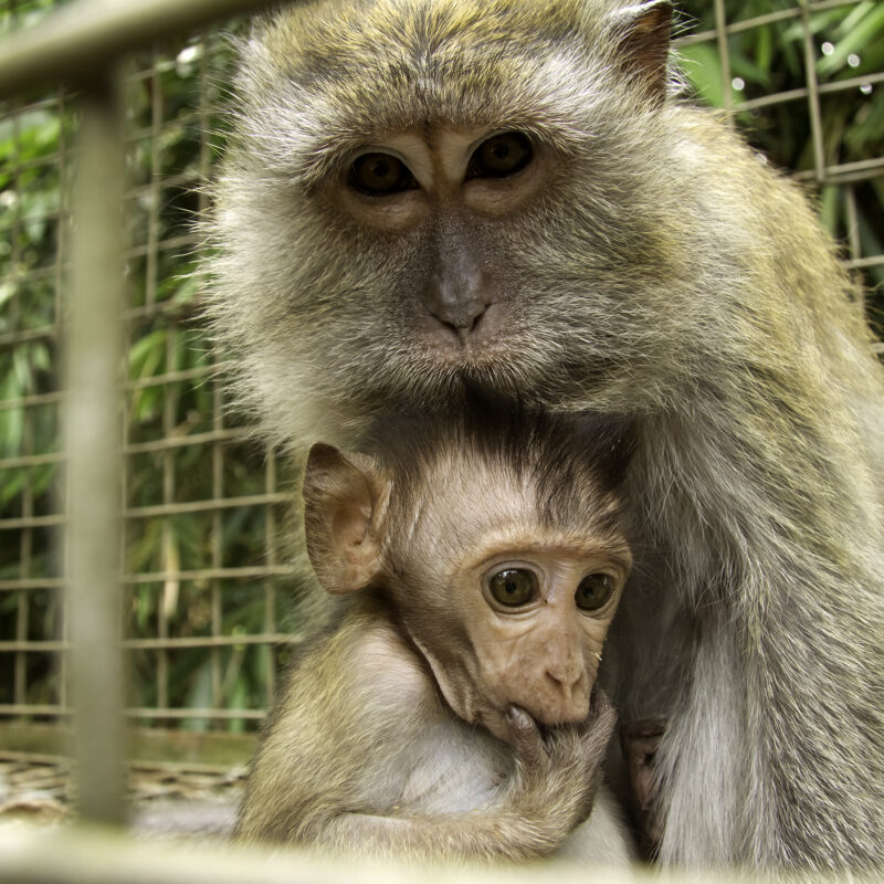 Rescued Macaques at YIARI's sanctuary