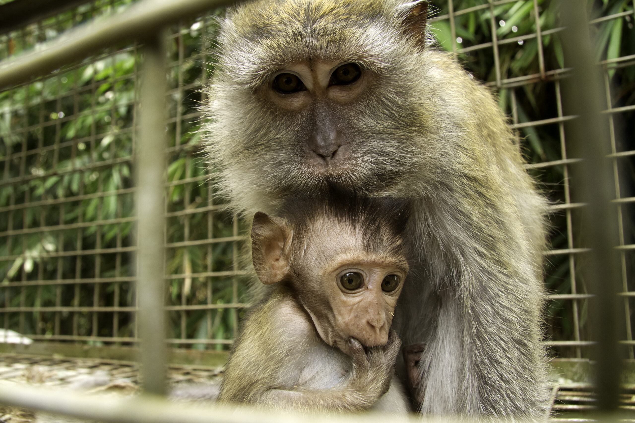 Adopted baby macaque with surrogate mother