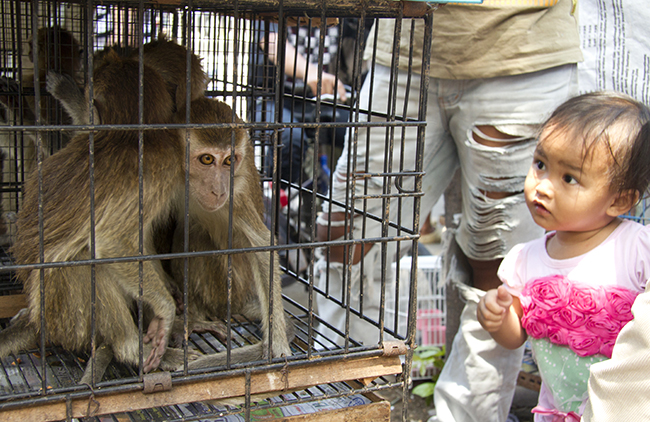 baby macaque in a cage being looked at by child