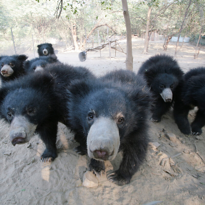 Sloth bears are social creatures