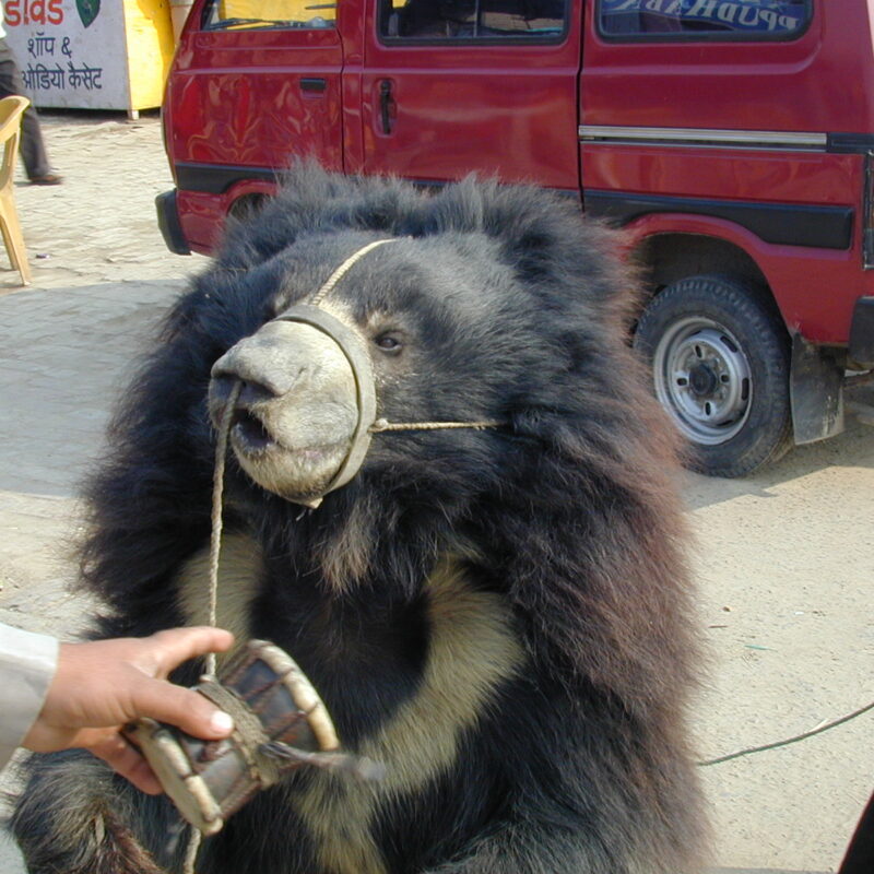 Dancing Bear on Streets of India