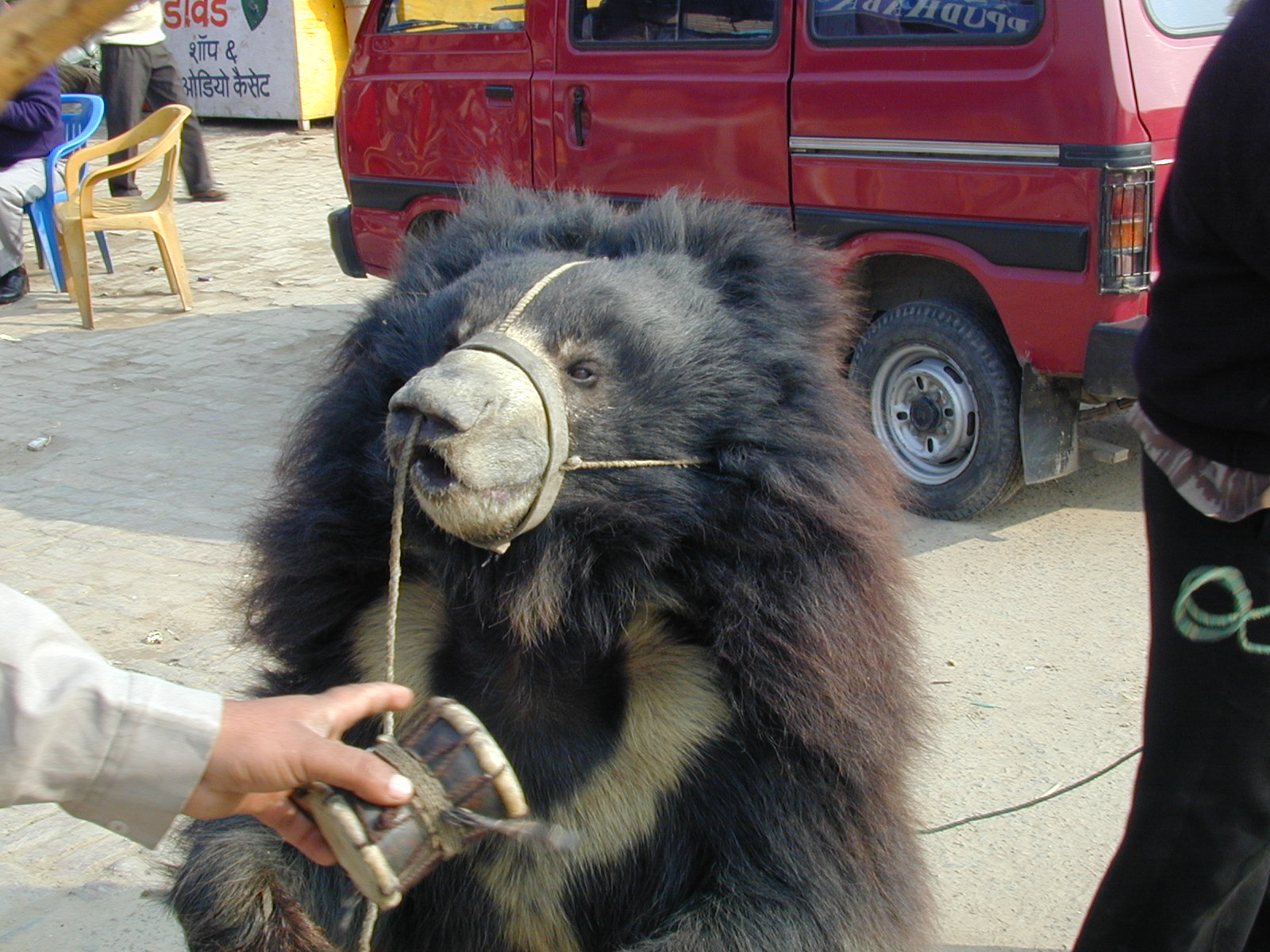 Dancing bear on the street
