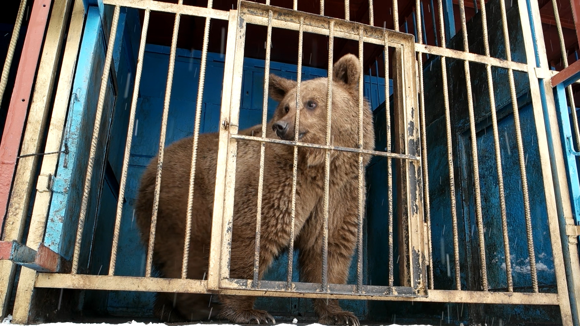 bear behind bars