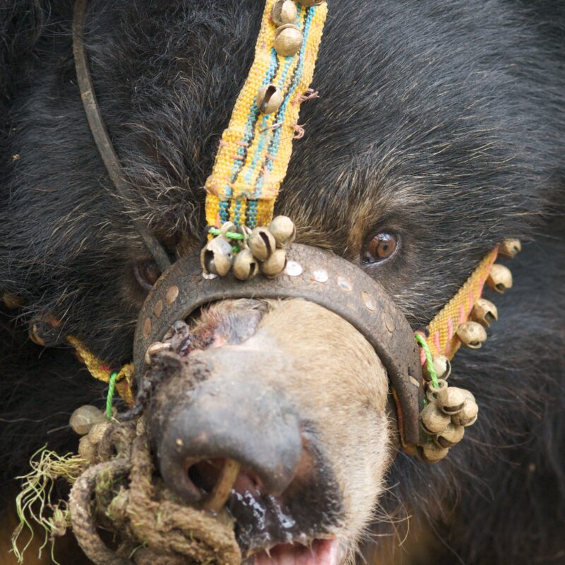 Cruel Practise of Threading Rope Through Their Nose