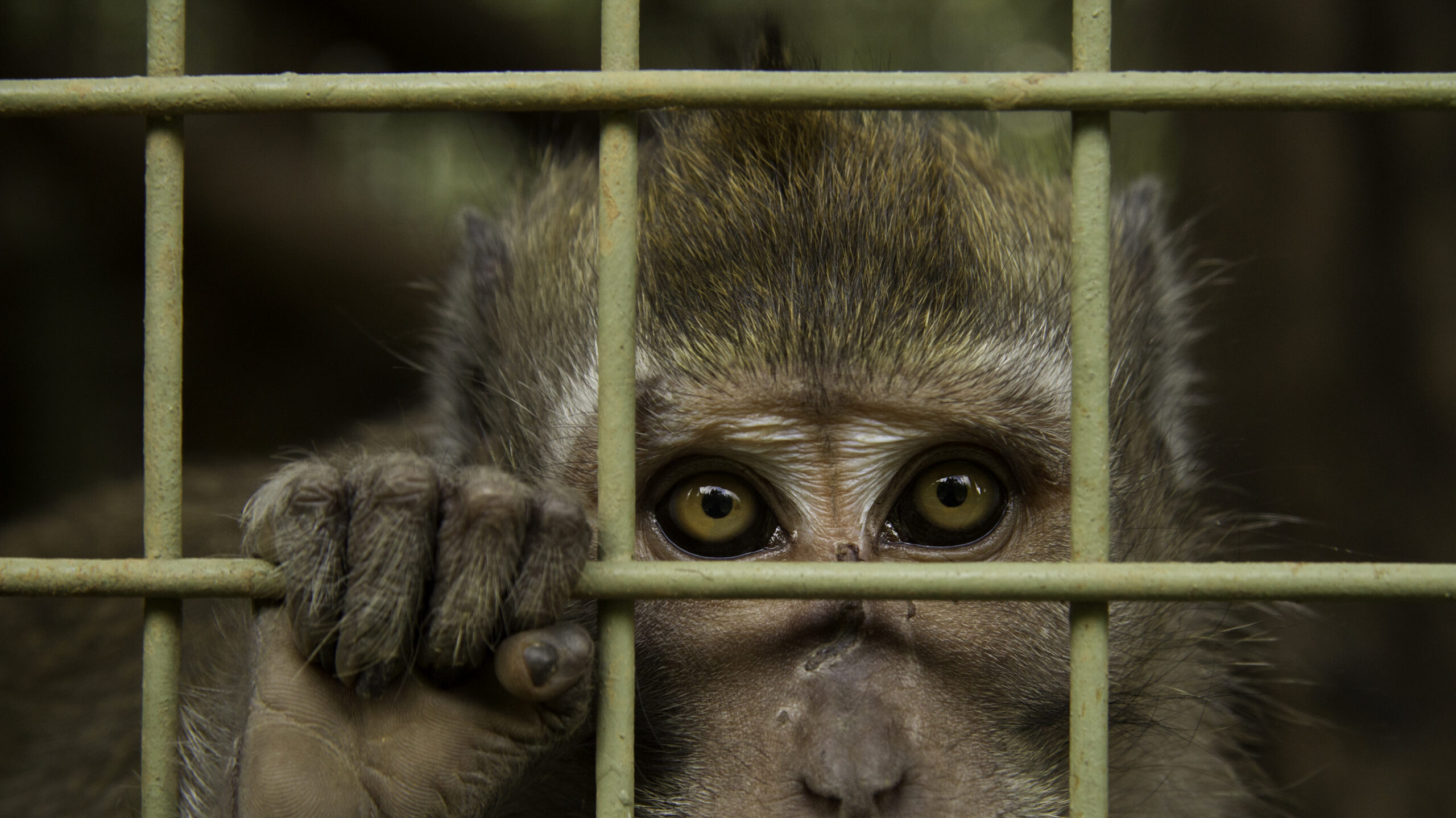 Macaque in a cage staring out through the bars.