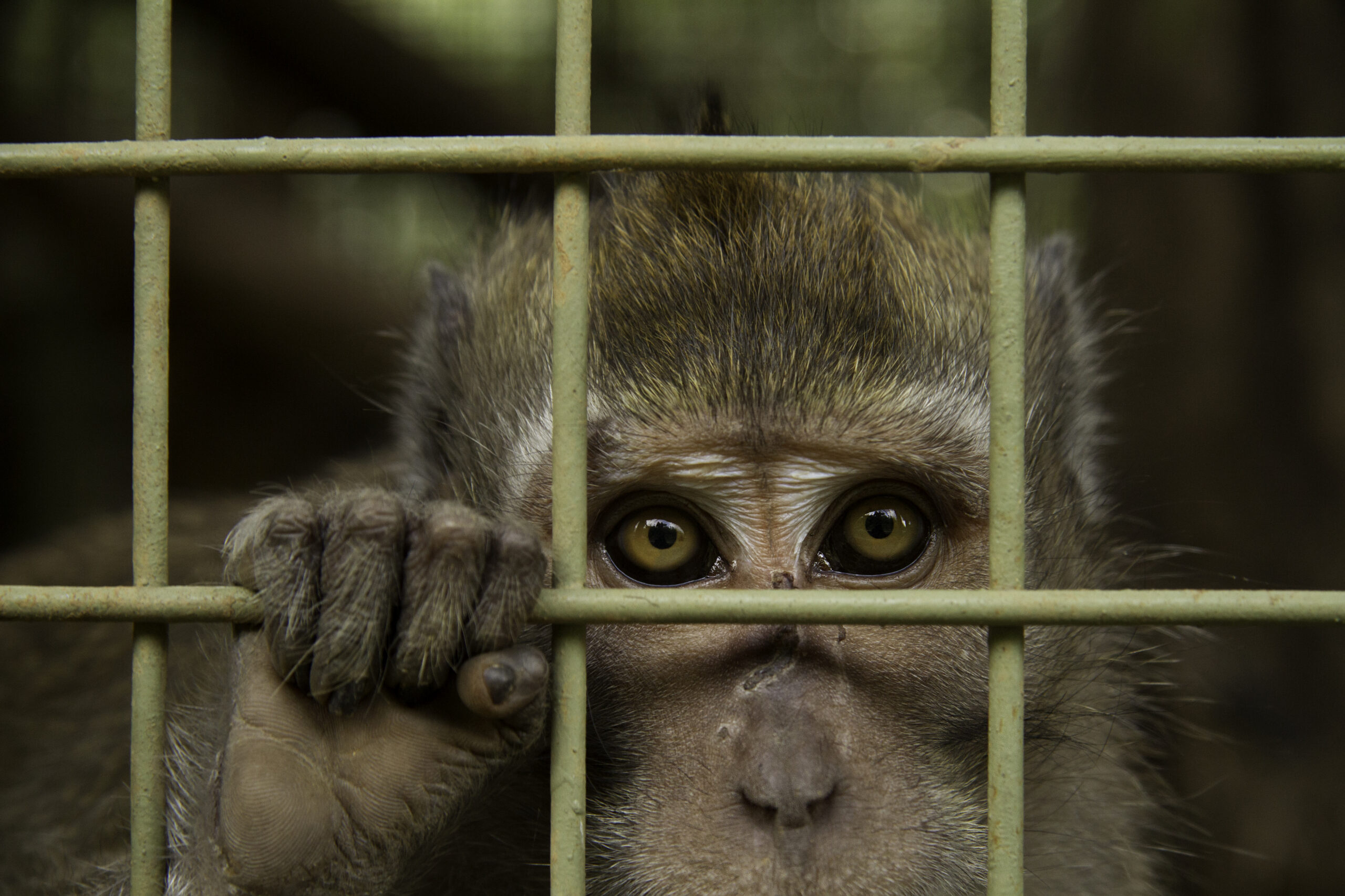 Macaque in a cage staring out through the bars.