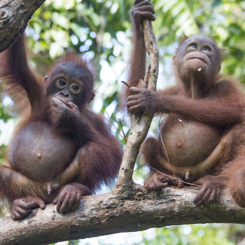 Budi growing in confidence