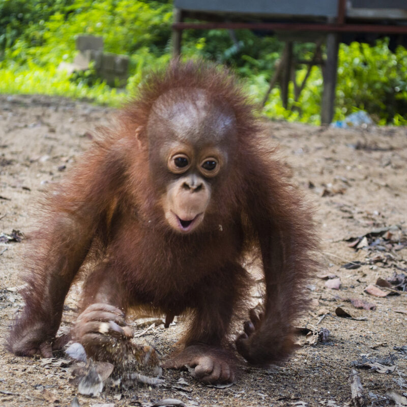 Budi began to get strength in his limbs