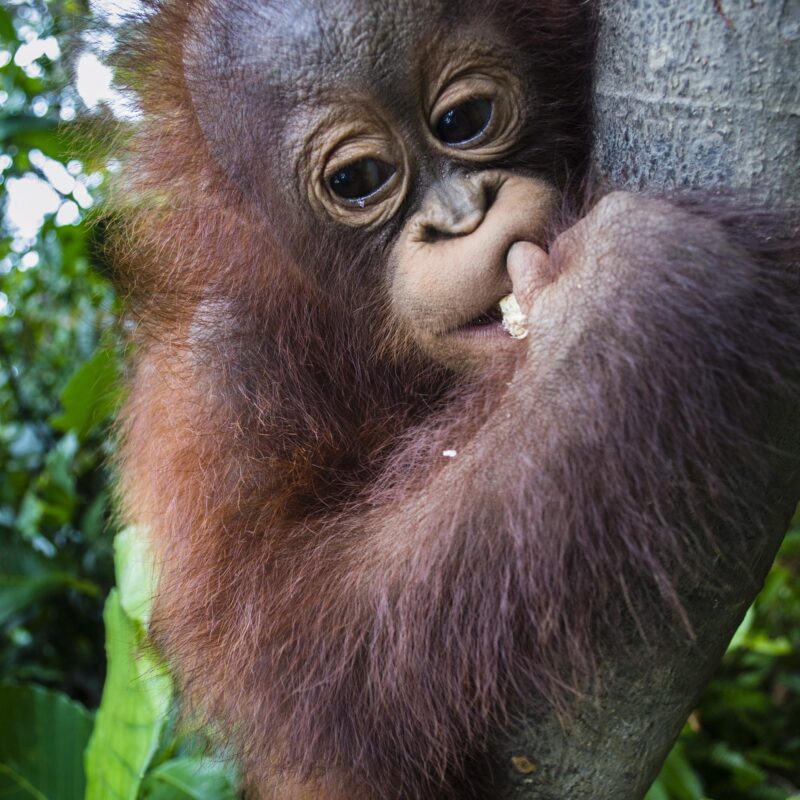 Budi in baby school