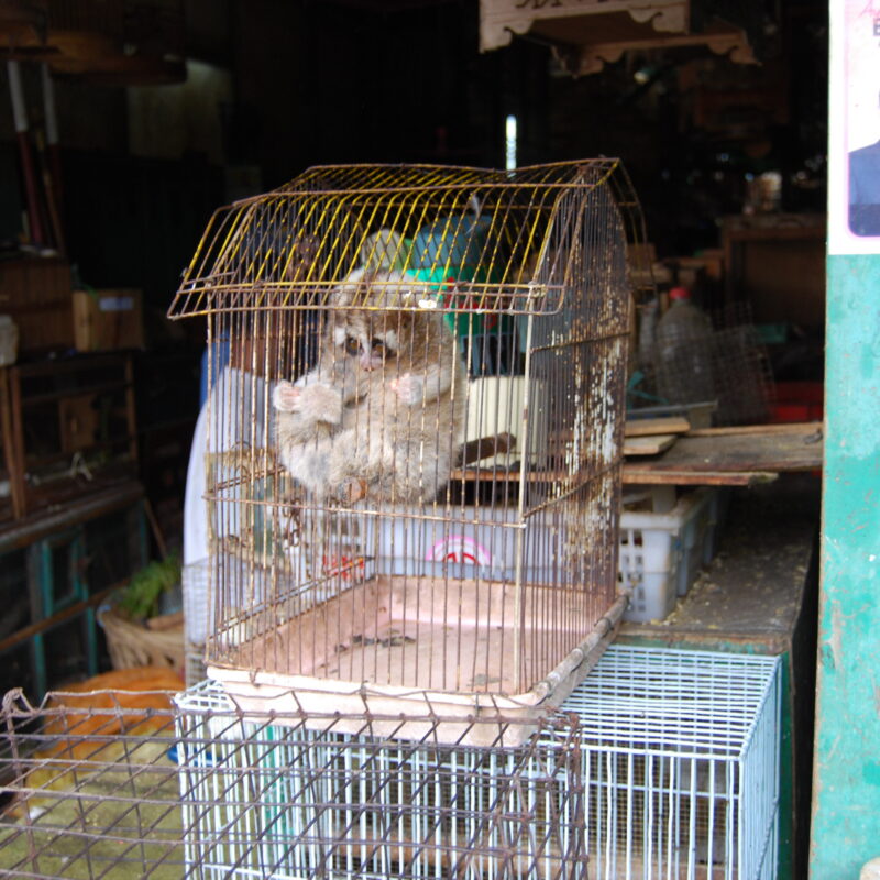 Slow Loris in Cage