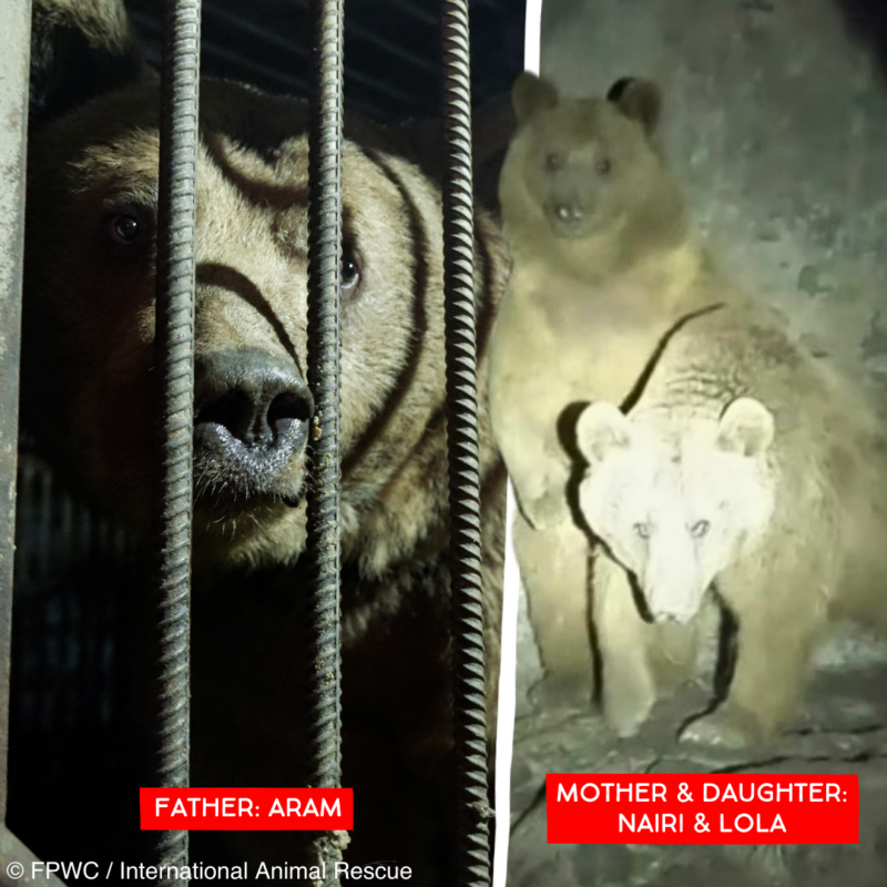 Rescue animals being used for illegal breeding
