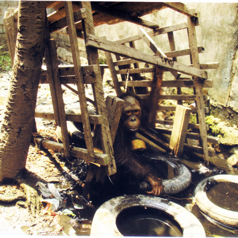 JoJo was found chained over a sewer