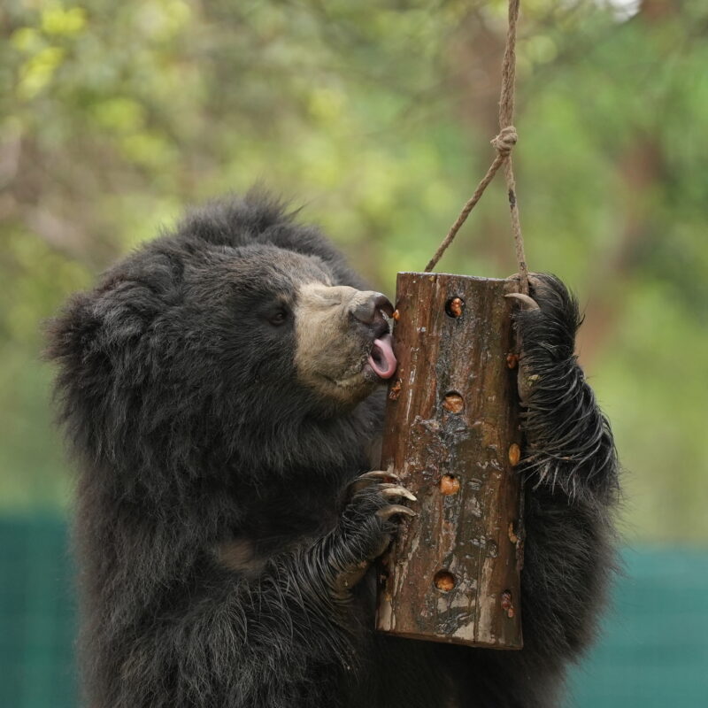 Helped build Sloth Bear Sanctuaries in India