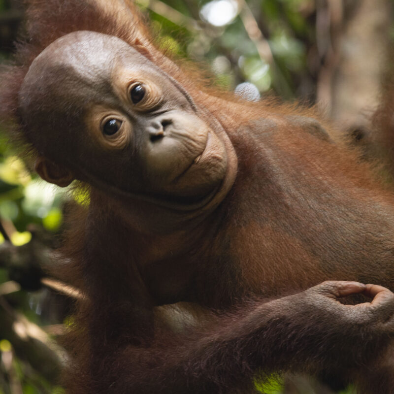 Gatot starts nursery