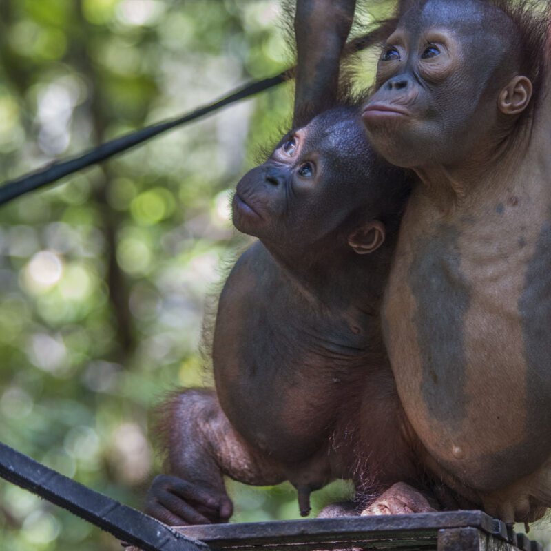 Gito soon made friends in nursery school