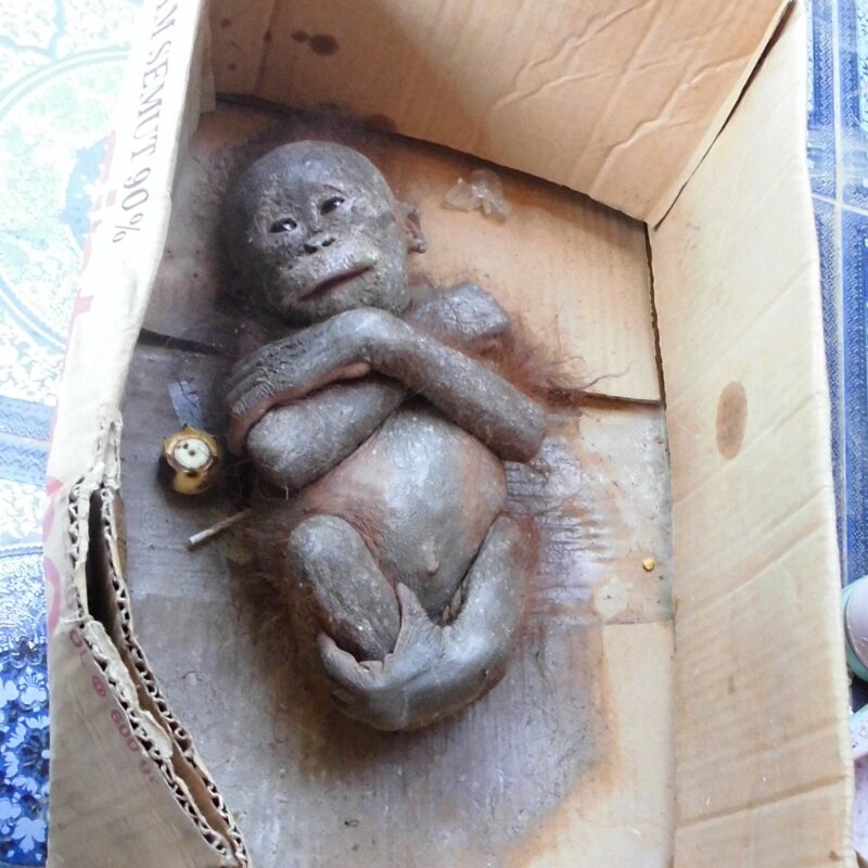 Gito was found in a cardboard box
