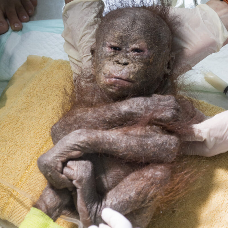 Gito was suffering from a terrible skin condition