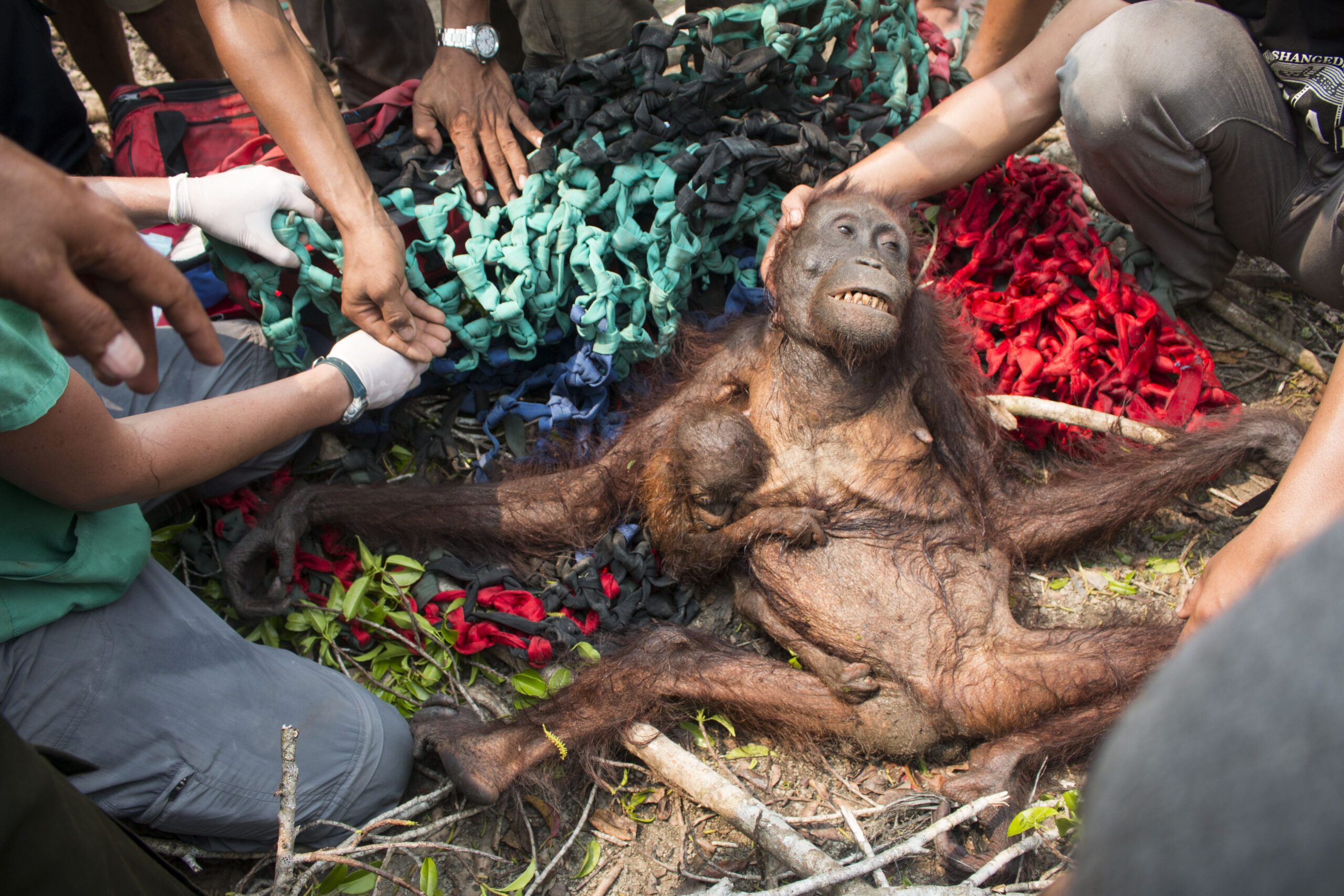 Emaciated female orangutan with baby lying on ground